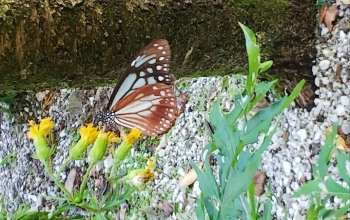 どんぐりころころ☺️里山だより?