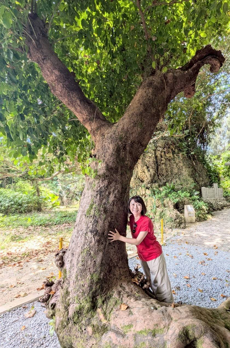 巨樹巨木が大好き！