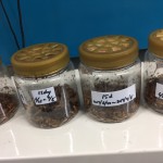 ミズアブの幼虫を“数える”……？