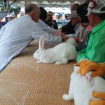 知識の神様 Z 今日はウサギ!