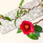 女子の心をわしづかみ？！　～○○の盆栽との出会い～