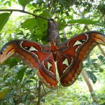 昆虫さんいらっしゃ～い！