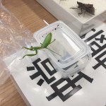 「蟷螂」さぁ、何と読む？？