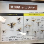 昆虫さんいらっしゃーい