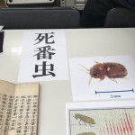 ～昆虫さーん　いらっしゃーい～