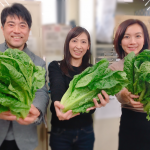 見てみて!! 立派なロメインレタス♪