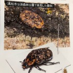 鸛と赤斑花潜！？