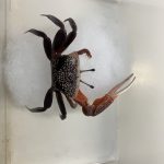 昆虫さん、いらっしゃ～い☆