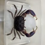 昆虫さん、いらっしゃ～い☆