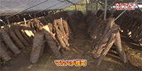 マルハチ椎茸