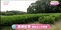 高梁紅茶 藤田さんの茶畑