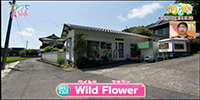 Wild Flower