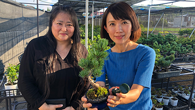 盆栽妙 はじめてでも育てやすい五葉松（香川県）